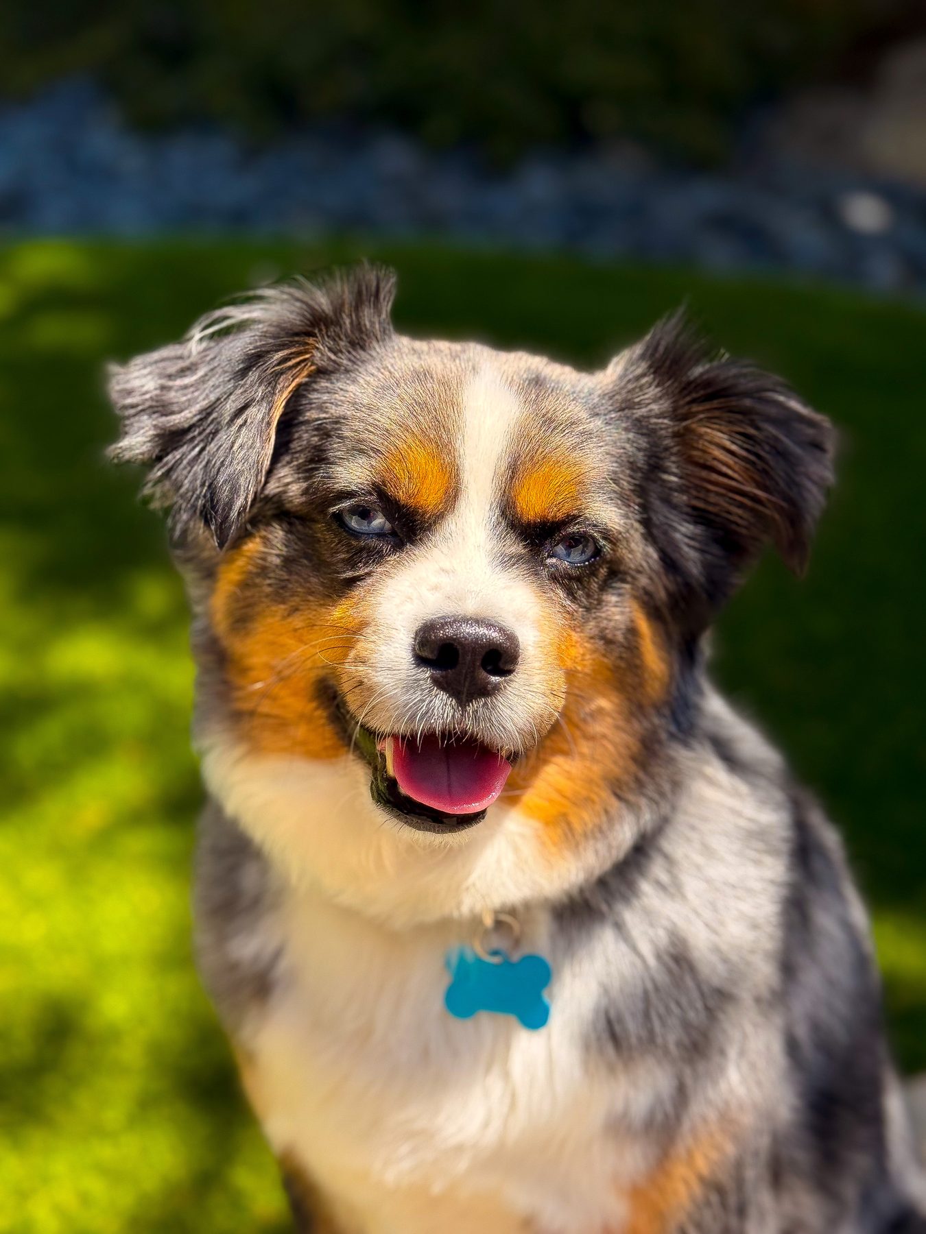 Blu, a blue merle Australian shepherd, sitting on green grass